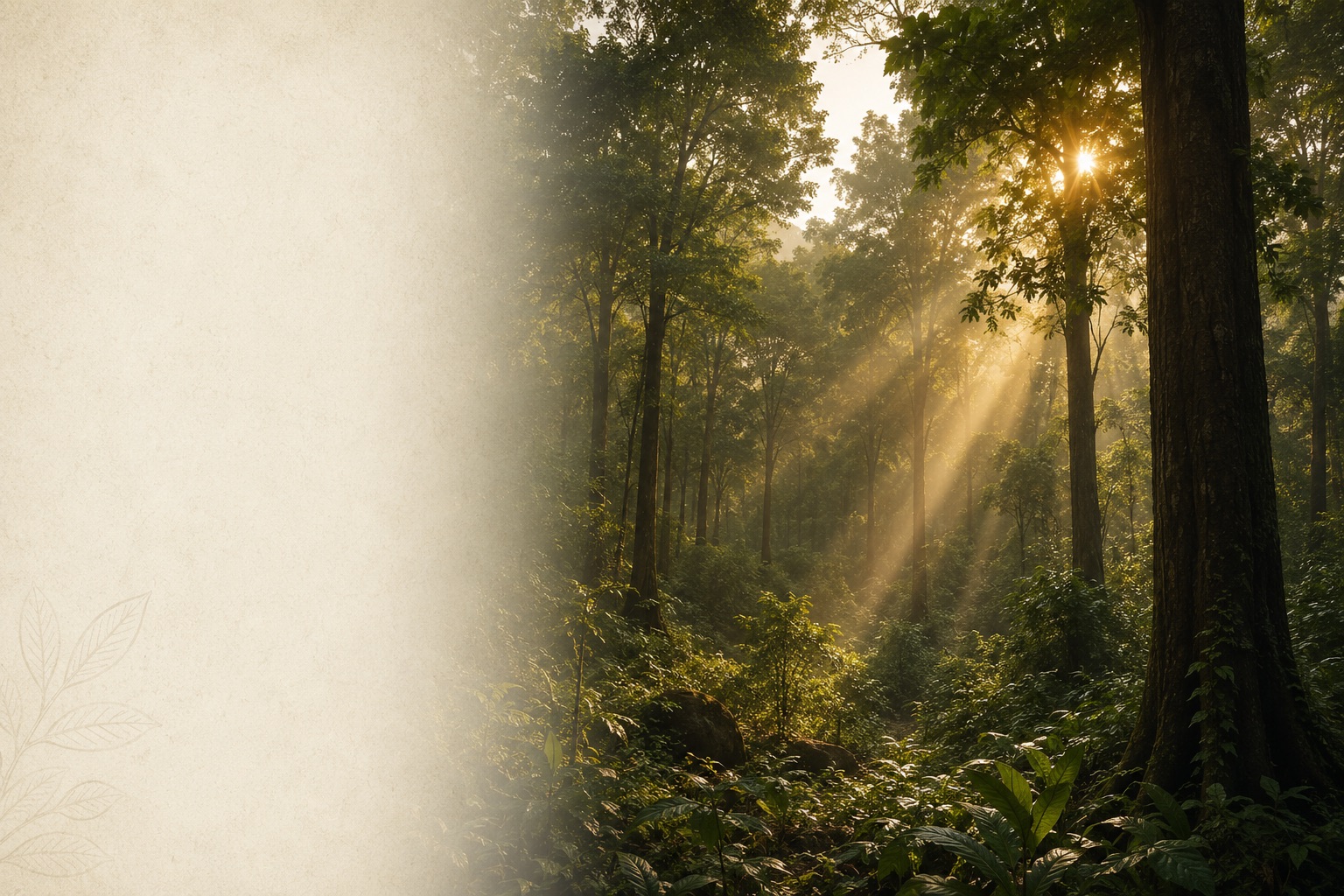 Bastar Forest Canopy